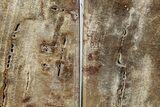 Petrified Wood (Tropical Hardwood) Bookends - Indonesia #266195-2